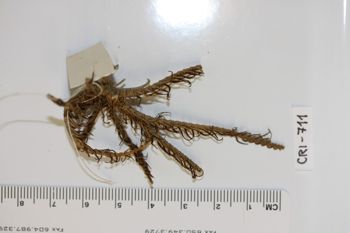 Media type: image;   Invertebrate Zoology CRI-711 Description: Preserved specimen.;